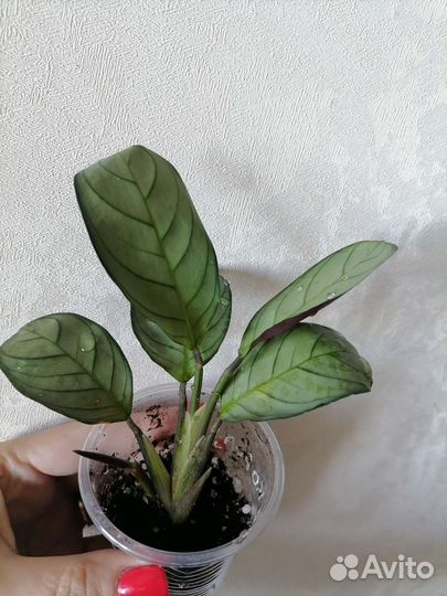 Комнатные растения цветы