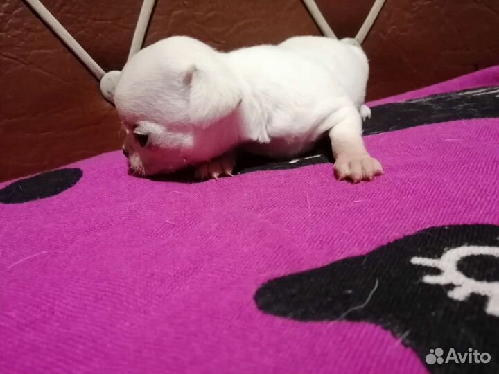 Чихуахуа девочка