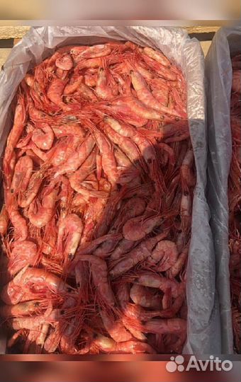 Креветка Северная