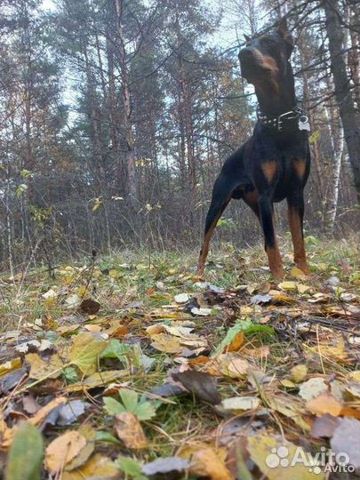 Щенки Добермана
