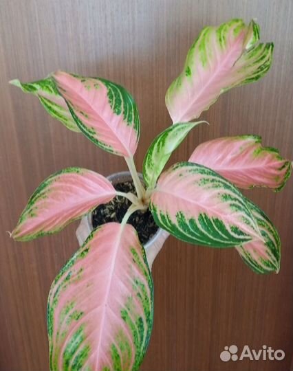 Сортовые аглаонемы