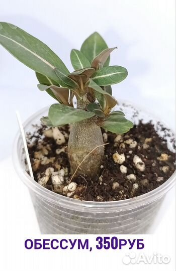 Саженцы адениум обессум