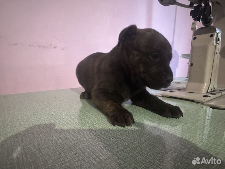 Собака,щенки