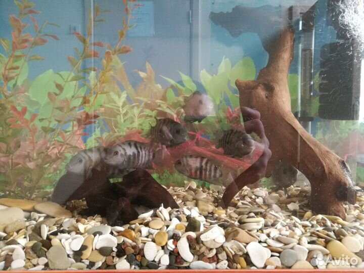 Аквариум с рыбами