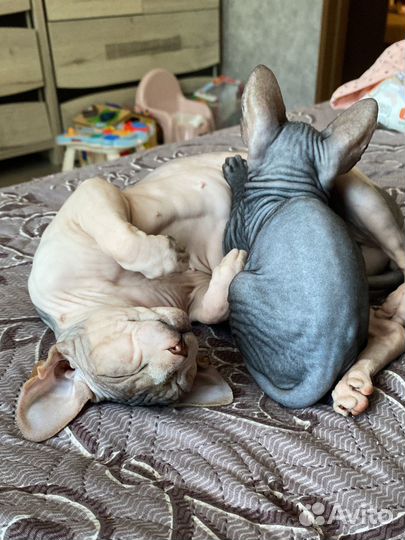 Канадский сфинкс котенок
