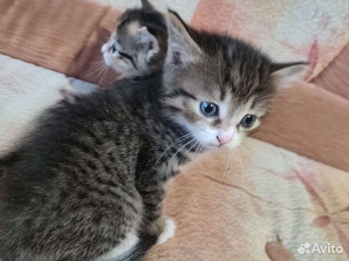 Котенок в дар бесплатно