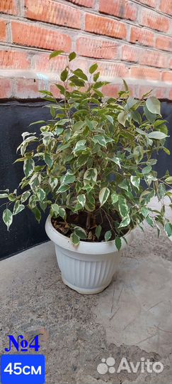 Комнатные растения (фикусы)