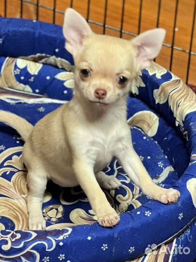 Щенки чихуахуа