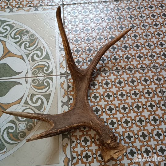 Рог лосиный