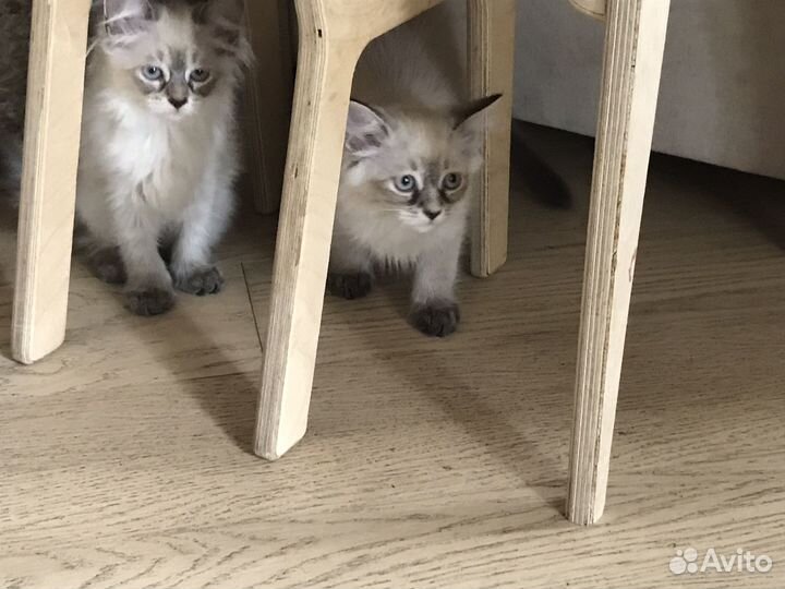 Котята Невские маскарадные