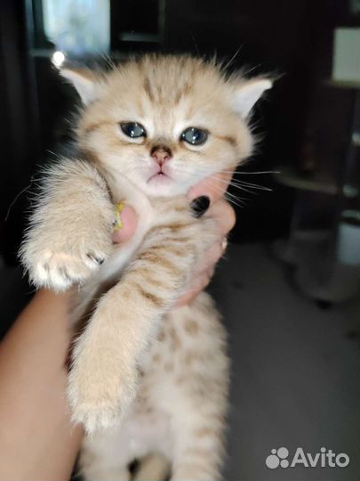 Шотландские котята