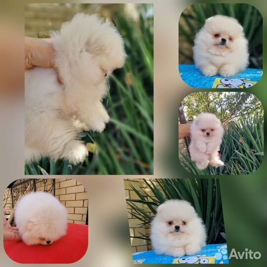 Супер мини мишки