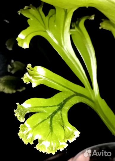 Папоротники