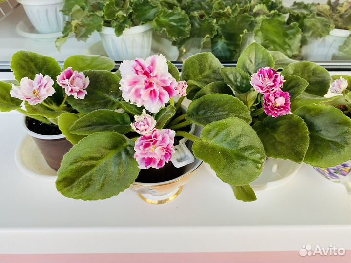 Фиалка сортовая 