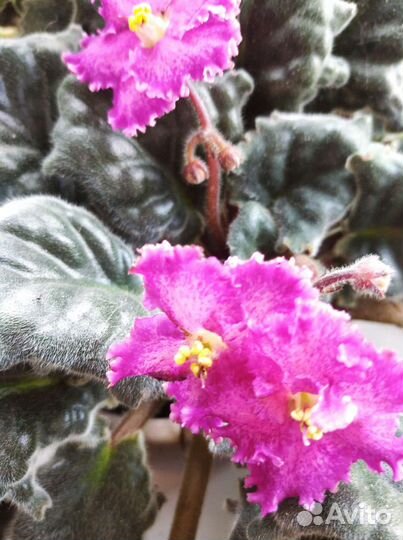 Фиалка домашний цветок