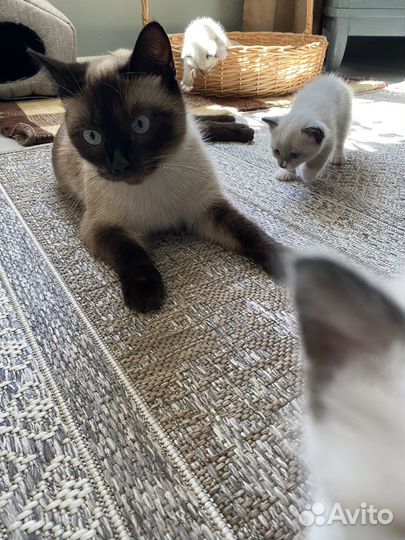 Отдам в добрые руки