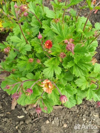 Цветы для сада