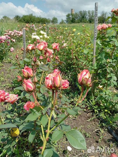 Саженцы роз