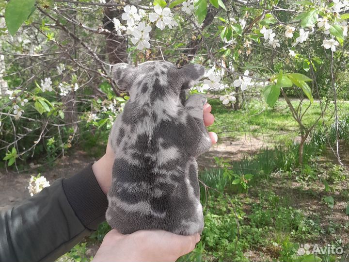 Французский бульдог мини
