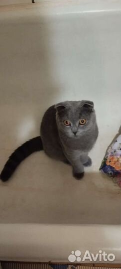 Шотландский кот вязка