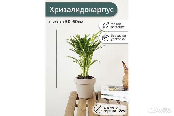 Хризалидокарпус 12 50*