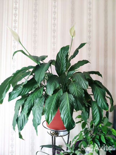 Спатифиллум