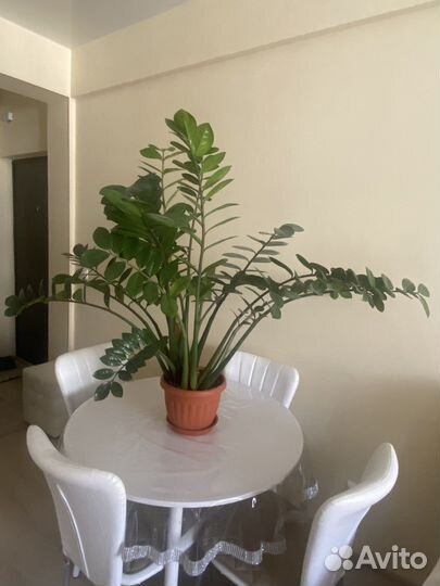 Замиокулькас(Долларовое дерево)