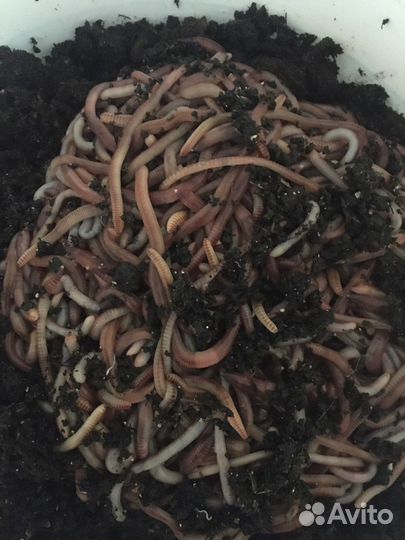Червь дендробена для рыбалки