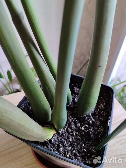 Замиокулькас