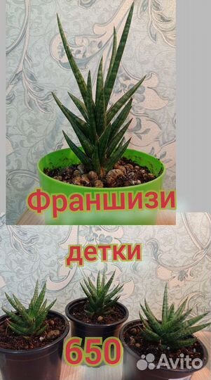 Сансевиерии(щучий хвост) 15 сортов