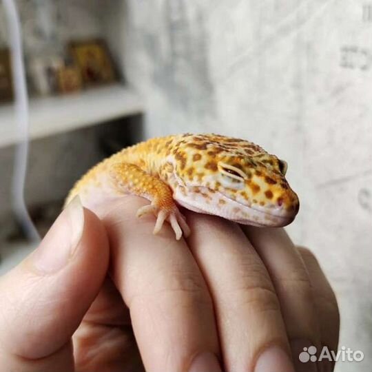 Пятнистый эублефар