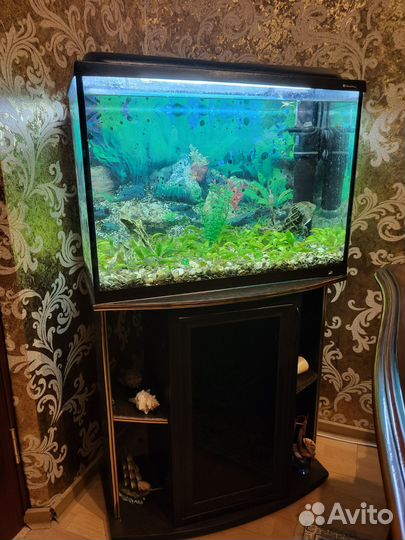 Аквариум