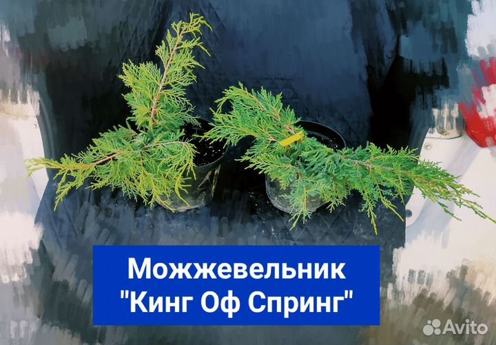 Можжевельник 