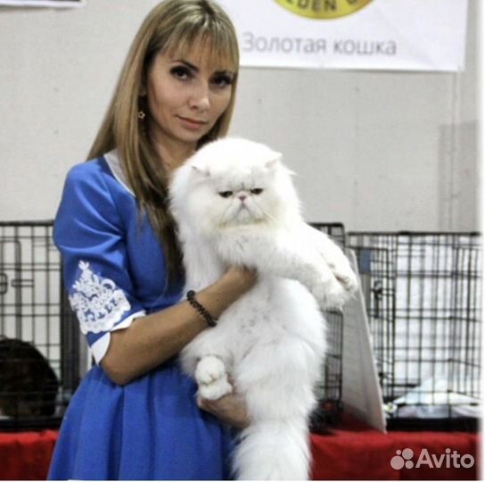 Стрижка кошек