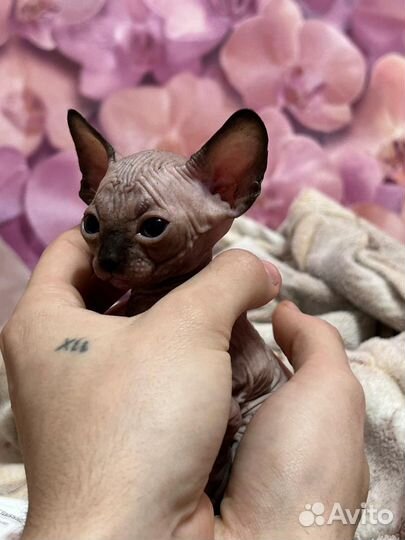 Канадский сфинкс котенок