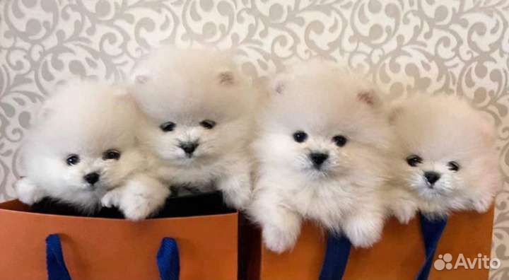 Померанский шпиц mini