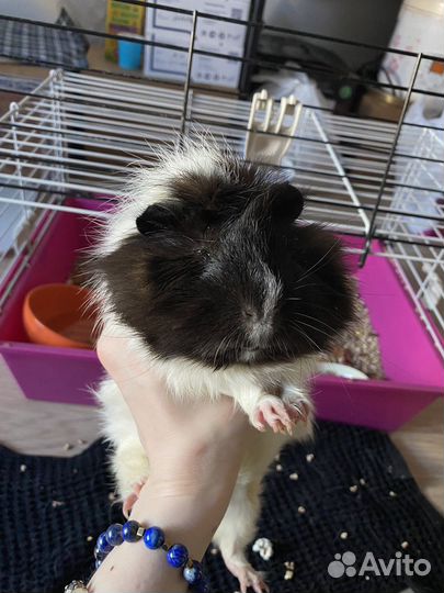 Морская свинка с клеткой бесплатно