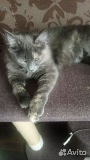 Тайская кошечка