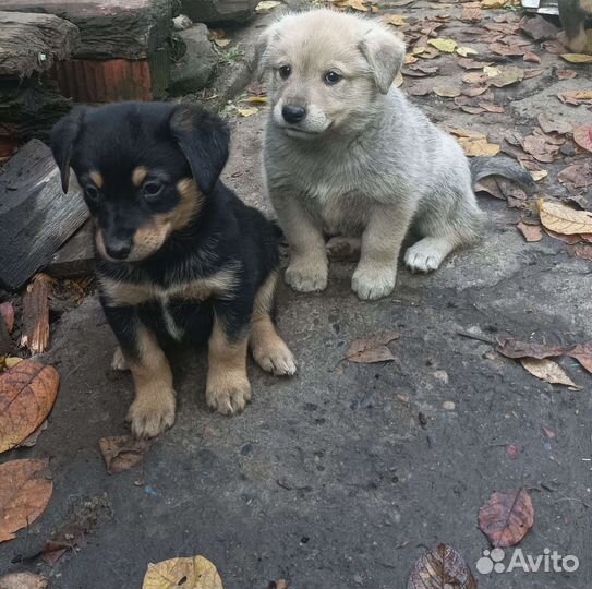 Щенки бесплатно