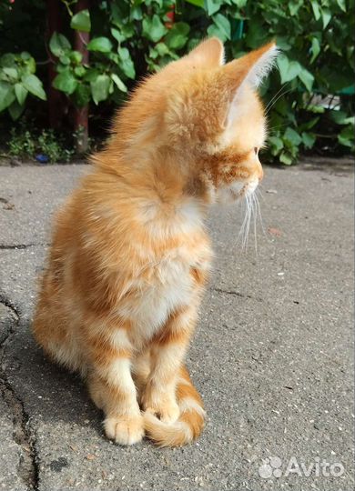 Рыжий котенок в дар