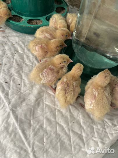 Перепела птенец