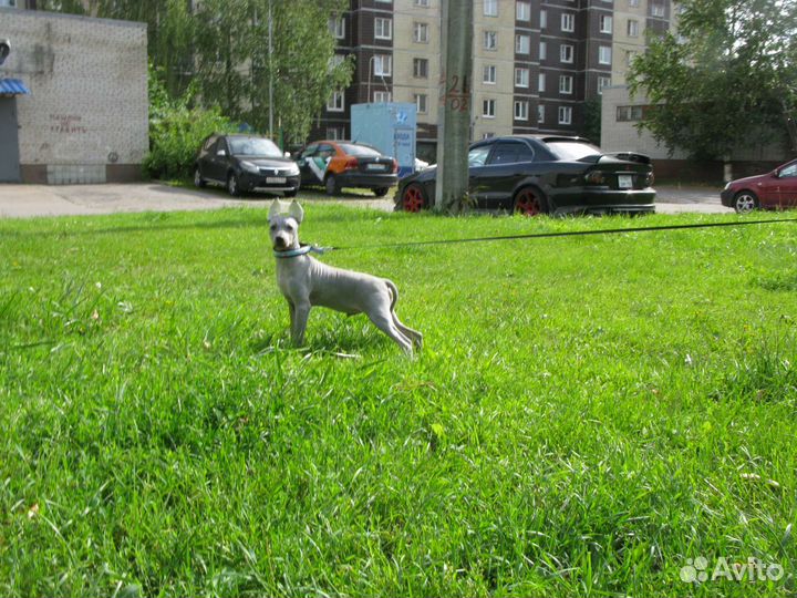 Американский голый терьер щенки