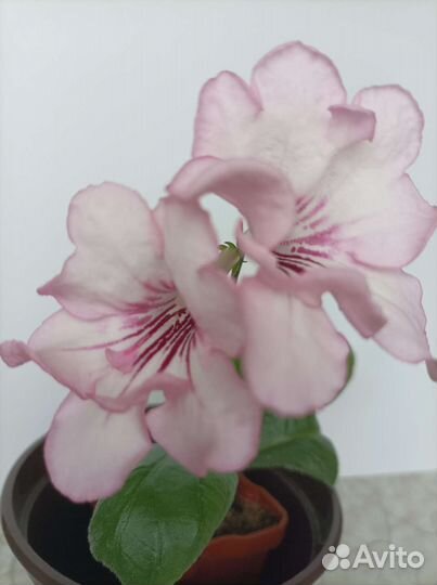 Семена стрептокарпусов