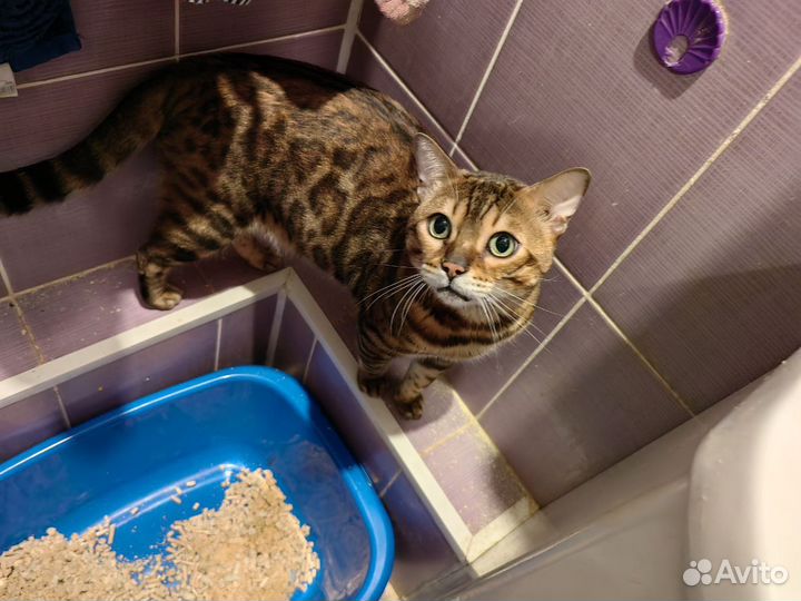 Продается Бенгальский кот