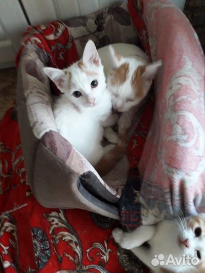 Котятки в дар
