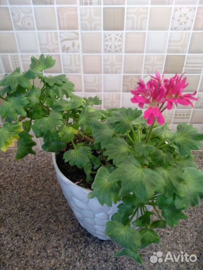 Пеларгония герань мини