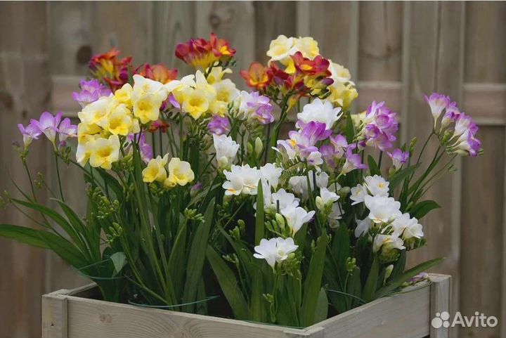 Агапантусы,Фрезии Семена