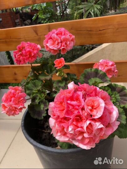 Герань Пеларгония