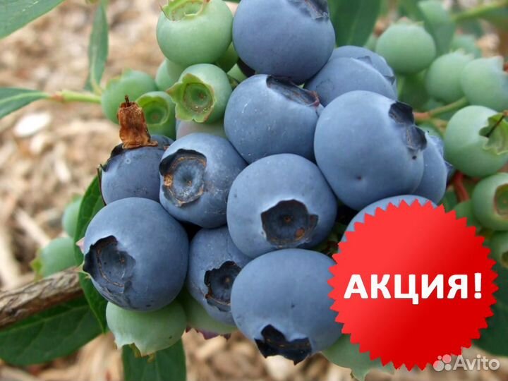 Голубика сорт Дюк