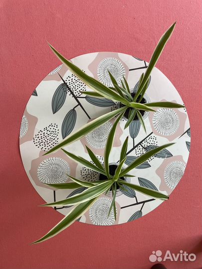 Хлорофитум полосатый